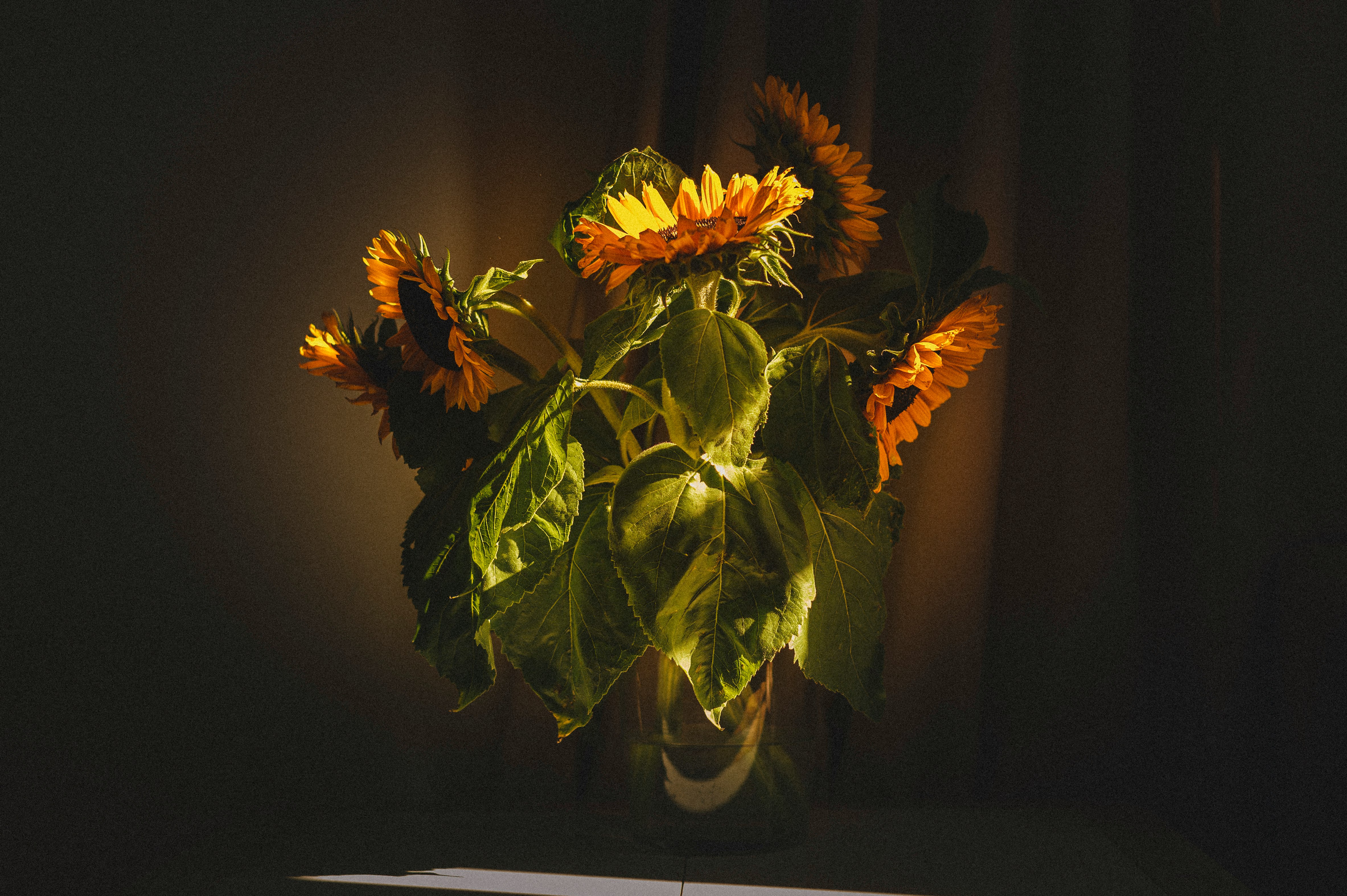 yellow sunflower in clear glass vase